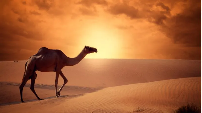 Al Ain